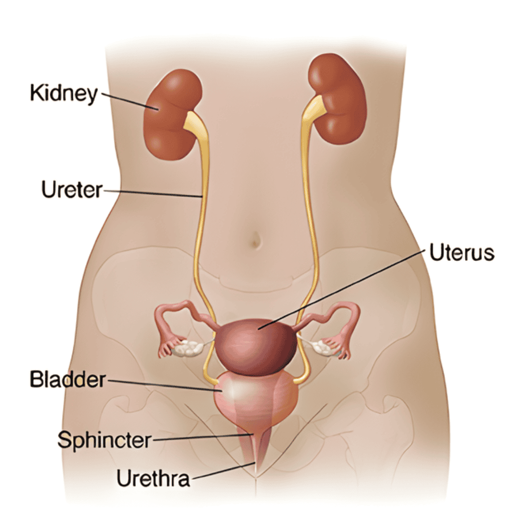 female-urology-treatment-jaipur